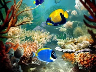 662 coralreefjerryhuffman13feb11