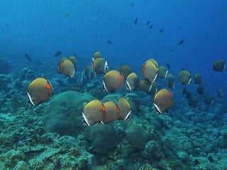 662 coralreefjerryhuffman13feb11