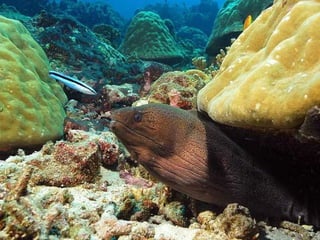 662 coralreefjerryhuffman13feb11