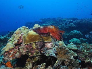 662 coralreefjerryhuffman13feb11