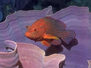 662 coralreefjerryhuffman13feb11