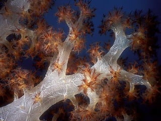 662 coralreefjerryhuffman13feb11