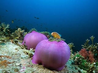 662 coralreefjerryhuffman13feb11