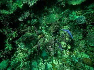 662 coralreefjerryhuffman13feb11