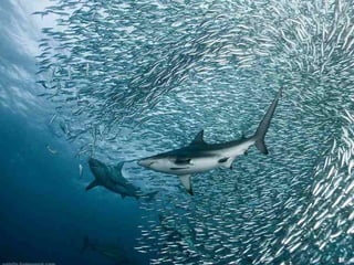 662 coralreefjerryhuffman13feb11