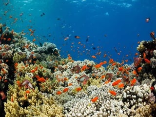 662 coralreefjerryhuffman13feb11