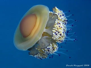 662 coralreefjerryhuffman13feb11