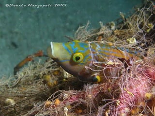 662 coralreefjerryhuffman13feb11