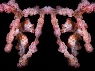 662 coralreefjerryhuffman13feb11