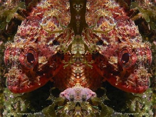 662 coralreefjerryhuffman13feb11