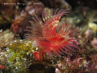 662 coralreefjerryhuffman13feb11