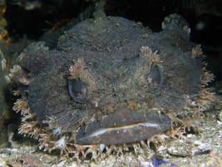 662 coralreefjerryhuffman13feb11