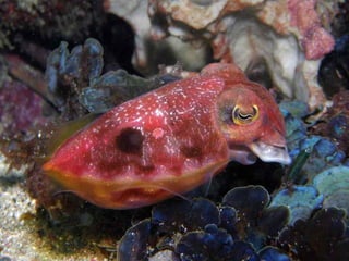 662 coralreefjerryhuffman13feb11