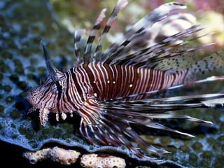 662 coralreefjerryhuffman13feb11