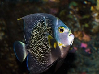 662 coralreefjerryhuffman13feb11