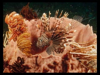 662 coralreefjerryhuffman13feb11