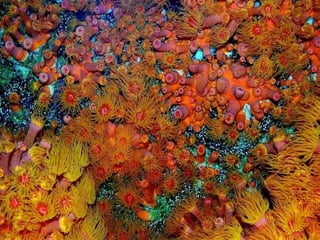 662 coralreefjerryhuffman13feb11