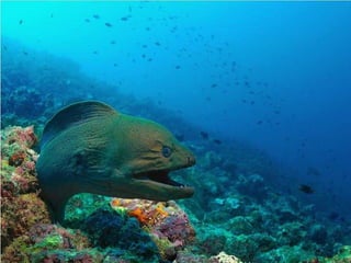 662 coralreefjerryhuffman13feb11