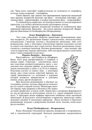 21
них. Чаще всего гаметофит морфологически не отличается от спорофита,
поэтому смена генераций – изоморфная.
Таким образом, при данном типе формирования карпоспор жизненный
цикл красных водорослей включает три фазы – гаплоидный гаметофит, дип-
лоидную фазу – карпоспорофит, и вторую диплоидную фазу – тетраспорофит;
3) гонимобласты вырастают не непосредственно из оплодотворенного
карпогона, а из особых вспомогательных ауксилярных клеток.
Классификация красных водорослей основана на особенностях фор-
мирования карпоспор. Выделяют два класса красных водорослей: Bangio-
phyceae (Бангиевые) и Florideophyceae (Флоридиевые).
Класс Bangiophyceae – Бангиевые
Этот класс объединяет наиболее примитивно организованные крас-
ные водоросли. По организации бывают одноклеточные, многоклеточные,
колониальные. Структура таллома у большинства трихальная, либо гете-
ротрихальная, лишь у некоторых пластинчатая (причем пластинки состоят
из одного или максимум двух слоев клеток). Бесполое размножение осуще-
ствляется с помощью моноспор. Половое размножение – типа оогамии, при
этом их карпогоны лишены трихогины, либо она представлена в зачаточном
виде). Смена генераций отсутствует.
Порядок Bangiales – Бангиевые
Представитель – род Porphyra sp. (Порфира).
Виды этого рода распространены в северных и
южных морях. Структура – пластинчатая, имеет
вид пластинки розовато-пурпурного цвета с вол-
нистыми или гладкими краями, до нескольких де-
сятков сантиметров в длину и до 10 см в ширину.
Пластинка состоит из одного либо, у некоторых
видов, двух слоев клеток, короткий черешок, ко-
торый заканчивается т.н. подошвой, с помощью
которой водоросль прикрепляется к субстрату
(камни, скалы, другие водоросли).
При бесполом размножении в обычных ве-
гетативных клетках таллома образуются моноспо-
ры (по одной в каждой клетке). Моноспоры выхо-
дят наружу через разрывы в оболочке и без перио-
да покоя прорастают в новую особь. Карпогоны и антеридии формируются
на том же растении из вегетативных клеток (т.е. смена генераций отсутст-
вует). У некоторых видов порфиры карпогоны снабжены очень маленькой
трихогиной. В результате оплодотворения в карпогоне происходит мейоз,
ведущий к развию 8 гаплоидных карпоспор. После полового и бесполого
размножения, ведущих к разрушению большей части таллома, особь водо-
росли погибает.
Класс Florideophyceae – Флоридиевые
Класс объединяет большинство красных водорослей с гетеротрихаль-
ной и пластинчатой структурой. Бесполое размножение осуществляется
Porphyra sp.
Copyright ОАО «ЦКБ «БИБКОМ» & ООО «Aгентство Kнига-Cервис»
 