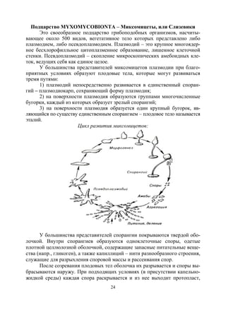 24
Подцарство MYXOMYCOBIONTA – Миксомицеты, или Слизевики
Это своеобразное подцарство грибоподобных организмов, насчиты-
вающее около 500 видов, вегетативное тело которых представлено либо
плазмодием, либо псевдоплазмодием. Плазмодий – это крупное многоядер-
ное бесхлорофилльное цитоплазменное образование, лишенное клеточной
стенки. Псевдоплазмодий – скопление микроскопических амебоидных кле-
ток, ведущих себя как единое целое.
У большинства представителей миксомицетов плазмодии при благо-
приятных условиях образуют плодовые тела, которые могут развиваться
тремя путями:
1) плазмодий непосредственно развивается в единственный споран-
гий – плазмодиокарп, сохраняющий форму плазмодия;
2) на поверхности плазмодия образуются группами многочисленные
бугорки, каждый из которых образует зрелый спорангий;
3) на поверхности плазмодия образуется один крупный бугорок, яв-
ляющийся по существу единственным спорангием – плодовое тело называется
эталий.
Цикл развития миксомицетов:
У большинства представителей спорангии покрываются твердой обо-
лочкой. Внутри спорангиев образуются одноклеточные споры, одетые
плотной целлюлозной оболочкой, содержащие запасные питательные веще-
ства (напр., гликоген), а также капиллиций – нити разнообразного строения,
служащие для разрыхления споровой массы и рассеивания спор.
После созревания плодовых тел оболочка их разрывается и споры вы-
брасываются наружу. При подходящих условиях (в присутствии капельно-
жидкой среды) каждая спора раскрывается и из нее выходит протопласт,
Copyright ОАО «ЦКБ «БИБКОМ» & ООО «Aгентство Kнига-Cервис»
 