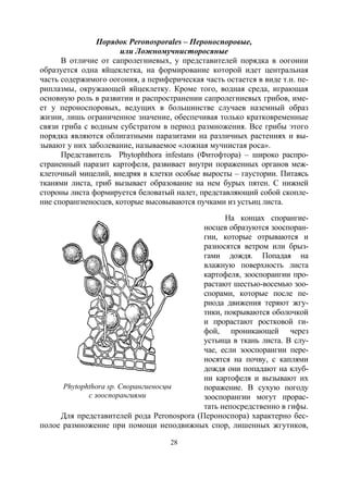 28
Порядок Peronosporales – Пероноспоровые,
или Ложномучнисторосяные
В отличие от сапролегниевых, у представителей порядка в оогонии
образуется одна яйцеклетка, на формирование которой идет центральная
часть содержимого оогония, а периферическая часть остается в виде т.н. пе-
риплазмы, окружающей яйцеклетку. Кроме того, водная среда, играющая
основную роль в развитии и распространении сапролегниевых грибов, име-
ет у пероноспоровых, ведущих в большинстве случаев наземный образ
жизни, лишь ограниченное значение, обеспечивая только кратковременные
связи гриба с водным субстратом в период размножения. Все грибы этого
порядка являются облигатными паразитами на различных растениях и вы-
зывают у них заболевание, называемое «ложная мучнистая роса».
Представитель Phytophthora infestans (Фитофтора) – широко распро-
страненный паразит картофеля, развивает внутри пораженных органов меж-
клеточный мицелий, внедряя в клетки особые выросты – гаустории. Питаясь
тканями листа, гриб вызывает образование на нем бурых пятен. С нижней
стороны листа формируется беловатый налет, представляющий собой скопле-
ние спорангиеносцев, которые высовываются пучками из устьиц листа.
На концах спорангие-
носцев образуются зооспоран-
гии, которые отрываются и
разносятся ветром или брыз-
гами дождя. Попадая на
влажную поверхность листа
картофеля, зооспорангии про-
растают шестью-восемью зоо-
спорами, которые после пе-
риода движения теряют жгу-
тики, покрываются оболочкой
и прорастают ростковой ги-
фой, проникающей через
устьица в ткань листа. В слу-
чае, если зооспорангии пере-
носятся на почву, с каплями
дождя они попадают на клуб-
ни картофеля и вызывают их
поражение. В сухую погоду
зооспорангии могут прорас-
тать непосредственно в гифы.
Для представителей рода Peronospora (Пероноспора) характерно бес-
полое размножение при помощи неподвижных спор, лишенных жгутиков,
Phytophthora sp. Спорангиеносцы
с зооспорангиями
Copyright ОАО «ЦКБ «БИБКОМ» & ООО «Aгентство Kнига-Cервис»
 