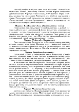 35
Наиболее широко известны такие виды пецициевых дискомицетов,
как Helvella lacunosa (Лопастник), Morchella conica (Сморчок конический),
Gyromitra esculenta (Строчок обыкновенный), Verpa bohemica (Верпа богем-
ская, или шапочка сморчковая). Апотеции у этих грибов в виде шляпки и
ножки. Спороносный слой расположен на верхней поверхности шляпки,
обычно имеющей складчатое (морщинистое) строение, что служит для уве-
личения площади спороносящей поверхности.
Подкласс Loculoascomycetidae (Асколокулярные грибы)
Плодовые тела типа псевдотеция. Сумки битуникатные (с двойной обо-
лочкой), образуются из аскогенных гиф. Сумки формируются в ткани стромы
в полостях – локулах, появляющихся в результате вытеснения ткани стромы
разрастающимися сумками и ее частичного разрушения. Чаще каждая локула
содержит много сумок, реже – одну. Присутствуют псевдопарафизы (остатки
интераскулярной ткани), расположенные между сумками.
Порядок Myriangiales (Мирианговые)
Аскостромы содержат беспорядочно разбросанные локулы, каждая из
которых содержит одну сумку. Плодовое тело – тириотеций, имеющий
щитковидное строение (радиальные щитки и располагающиеся под ними
сумки с сумкоспорами). Представитель Microthyrium cytisii паразитирует
на ракитнике русском.
Порядок Dothidiales (Дотидейные)
Центральный порядок асколокулярных грибов. Псевдотеции темноок-
рашенные, одиночные или в стромах. Паразиты и сапротрофы. В цикле разви-
тия дотидейных часто имеется конидиальная стадия. Некоторым из них свой-
ственно явление плеоморфизма – конидиальная стадия сменяется сумчатой.
У представителей рода Mycosphaerella (Микосферелла) сумки распо-
лагаются пучками в локулах псевдотециев, парафизы отсутствуют. Нередко
конидиальные стадии у одного организма настолько различны, что носят
другое родовое название. Так, например, на клубнике весной развивается
Ramularia tulasnei (вызывает болезнь рамуляриоз) – конидиальная стадия
развития гриба. На перезимовавших листьях, пораженных рамуляриозом, с
осени начинает образовываться сумчатая стадия гриба Mycosphaerella fraga-
riae. Однако это стадии одного и того же гриба. Весной псевдотеции разру-
шаются, сумки под давлением тургора вылетают наружу, попадают на зеле-
ные листья, поражают их и цикл повторяется. Таким образом, сумчатая ста-
дия служит для перезимовки грибов и первичного весеннего заражения пи-
тающих растений; конидиальная стадия – для массового распространения
гриба летом и осенью.
Порядок Pleosporales (Плеоспоровые)
Сапротрофы и паразиты. В локулах псевдотециев сумки развиваются
пучком или горизонтальным слоем. Многим видам свойственен плеомор-
физм. Обычно конидиальная стадия развивается на живом растении, плодо-
Copyright ОАО «ЦКБ «БИБКОМ» & ООО «Aгентство Kнига-Cервис»
 