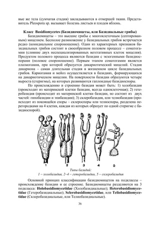 36
вые же тела (сумчатая стадия) закладываются в отмершей ткани. Предста-
витель Pleospora sp. вызывает болезнь листьев и плодов яблонь.
Класс Basidiomycetes (Базидиомицеты, или Базидиальные грибы)
Базидиомицеты – это высшие грибы с многоклеточным (септирован-
ным) мицелием. Бесполое размножение у базидиальных грибов встречается
редко (конидиальное спороношение). Один из характерных признаков ба-
зидиальных грибов состоит в своеобразном половом процессе – соматога-
мии (слияние двух неспециализированных вегетативных клеток мицелия).
Продуктом полового процесса являются базидии с экзогенными базидиос-
порами (половое спороношение). Первым этапом соматогамии является
плазмогамия, при которой образуется дикариотический мицелий. Стадия
дикариона – самая длительная стадия в жизненном цикле базидиальных
грибов. Кариогамия и мейоз осуществляется в базидиях, формирующихся
на дикариотическом мицелии. На поверхности базидии образуются четыре
выроста (стеригмы), на которых развиваются гаплоидные базидиоспоры.
По происхождению и строению базидия может быть: 1) холобазидия
(происходит из материнской клетки базидии, всегда одноклеточная); 2) гете-
робазидия (происходит из материнской клетки базидии, но состоит из двух
частей: гипобазидии и эпибазидии); 3) склеробазидия, или телиобазидия (про-
исходит из покоящейся споры – склероспоры или телиоспоры, разделена пе-
регородками на 4 клетки, каждая из которых образует по одной стеригме с ба-
зидиоспорой).
Типы базидий:
1 – холобазидия, 2–4 – гетеробазидии, 5 – склеробазидия
Основной принцип классификации базидиомицетов на подклассы –
происхождение базидии и ее строение. Базидиомицеты разделяются на 3
подкласса: Holobasidiomycetidae (Холобазидиальные); Heterobasidiomyce-
tidae (Гетеробазидиальные); Sclerobasidiomycetidae, или Teliobasidiomyce-
tidae (Склеробазидиальные, или Телиобазидиальные).
Copyright ОАО «ЦКБ «БИБКОМ» & ООО «Aгентство Kнига-Cервис»
 