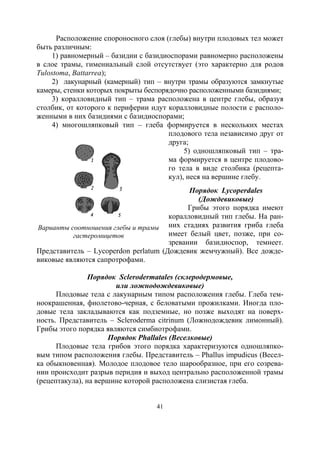 41
Расположение спороносного слоя (глебы) внутри плодовых тел может
быть различным:
1) равномерный – базидии с базидиоспорами равномерно расположены
в слое трамы, гимениальный слой отсутствует (это характерно для родов
Tulostoma, Battarrea);
2) лакунарный (камерный) тип – внутри трамы образуются замкнутые
камеры, стенки которых покрыты беспорядочно расположенными базидиями;
3) коралловидный тип – трама расположена в центре глебы, образуя
столбик, от которого к периферии идут коралловидные полости с располо-
женными в них базидиями с базидиоспорами;
4) многошляпковый тип – глеба формируется в нескольких местах
плодового тела независимо друг от
друга;
5) одношляпковый тип – тра-
ма формируется в центре плодово-
го тела в виде столбика (рецепта-
кул), неся на вершине глебу.
Порядок Lycoperdales
(Дождевиковые)
Грибы этого порядка имеют
коралловидный тип глебы. На ран-
них стадиях развития гриба глеба
имеет белый цвет, позже, при со-
зревании базидиоспор, темнеет.
Представитель – Lycoperdon perlatum (Дождевик жемчужный). Все дожде-
виковые являются сапротрофами.
Порядок Sclerodermatales (склеродермовые,
или ложнодождевиковые)
Плодовые тела с лакунарным типом расположения глебы. Глеба тем-
ноокрашенная, фиолетово-черная, с беловатыми прожилками. Иногда пло-
довые тела закладываются как подземные, но позже выходят на поверх-
ность. Представитель – Scleroderma citrinum (Ложнодождевик лимонный).
Грибы этого порядка являются симбиотрофами.
Порядок Phallales (Веселковые)
Плодовые тела грибов этого порядка характеризуются одношляпко-
вым типом расположения глебы. Представитель – Phallus impudicus (Весел-
ка обыкновенная). Молодое плодовое тело шарообразное, при его созрева-
нии происходит разрыв перидия и выход центрально расположенной трамы
(рецептакула), на вершине которой расположена слизистая глеба.
Варианты соотношения глебы и трамы
гастеромицетов
Copyright ОАО «ЦКБ «БИБКОМ» & ООО «Aгентство Kнига-Cервис»
 
