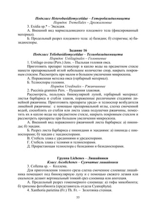 55
Подкласс Heterobasidiomycetidae – Гетеробазидиомицеты
Порядок Tremellales – Дрожалковые
3. Exidia sp.* – Эксидия.
А. Внешний вид мармеладовидного плодового тела (фиксированный
материал).
Б. Продольный разрез плодового тела: а) базидии; б) стеригмы; в) ба-
зидиоспоры.
Задание 16
Подкласс Teliobasidiomycetidae – Телиобазидиомицеты
Порядок Ustilaginales – Головневые
1. Ustilago avena (Pers.) Jens. – Пыльная головня овса.
Приготовить препарат телиоспор: в каплю воды на предметном стекле
нанести препаровальной иглой небольшое количество спор, накрыть покров-
ным стеклом. Рассмотреть при малом и большом увеличении микроскопа.
А. Пораженная метелка овса (гербарный материал).
Б. Телиоспоры головни.
Порядок Uredinales – Ржавчинные
2. Puccinia graminis Pers. – Пуцциния злаковая.
Рассмотреть, пользуясь бинокулярной лупой, гербарный материал:
листья барбариса и стебли злаков, пораженные различными стадиями ли-
нейной ржавчины. Приготовить препараты уредо- и телиоспор возбудителя
линейной ржавчины: с помощью препаровальной иглы, слегка смоченной
водой, соскоблить со стебля или листа злака подушечки ржавчины, помес-
тить их в каплю воды на предметном стекле, накрыть покровным стеклом и
рассмотреть препараты при большом увеличении микроскопа.
А. Внешний вид пораженного ржавчиной листа барбариса: а) пикни-
ды; б) эцидии.
Б. Разрез листа барбариса с пикнидами и эцидиями: а) пикнида с пик-
носпорами; б) эцидии с эцидиоспорами.
В. Стебель злака с урединиями и уредоспорами.
Г. Стебель злака с телиями и телиоспорами.
Д. Прорастающая телиоспора с базидиями и базидиоспорами.
Группа Lichenes – Лишайники
Класс Ascolichenes – Сумчатые лишайники
3. Collema sp. – Коллема.
Для приготовления тонкого среза слегка смоченное слоевище лишай-
ника помещают под бинокулярную лупу и с помощью свежего лезвия или
скальпеля делают вертикальный тонкий срез слоевища или апотеция.
А. Продольный разрез гомеомерного слоевища: а) гифы микобионта;
б) трихомы фотобионта (представитель отдела Cyanophyta).
4. Xanthoria parietina (Fr.) Th. Fr. – Золотянка стенная.
Copyright ОАО «ЦКБ «БИБКОМ» & ООО «Aгентство Kнига-Cервис»
 