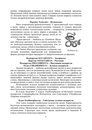 8
пленки, покрывающие влажную землю после дождя, подводные предметы.
Представляет собой длинные гомоцитные (состоящие из одинаковых клеток) ни-
ти, большей частью сине-зеленого цвета. Снаружи клетки покрыты слизистым
чехлом, который выполняет защитную функцию.
Порядок Nostocales – Ностоковые
Нити гетероцитные (разноклеточные). У представителей этого порядка
в нитях, наряду с вегетативными клетками, темными от газовых вакуолей,
встречаются особые толстостенные клетки – гетероцисты, отличающиеся от
вегетативных клеток по цвету, форме и размерам. По
гетероцистам обычно происходит распад нитей на от-
дельные участки – гормогонии.
Представитель – Anabaena sp. (Анабена). Вызы-
вает обильное цветение воды в стоячих водоемах. Ни-
ти свободноплавающие, бывают одиночные или со-
единенные между собой в своеобразный клубок.
Род Nostoc (Носток) представлен сложными сли-
зистыми колониями сферической или неправильной
формы, размеры которых варьируют от микроскопических до крупных.
Надцарство EUCARYOTA – Эукариоты
Царство VEGETABILIA – Растения
Подцарство PHYCOBIONTA – Настоящие водоросли
Отдел CHLOROPHYTA – Зеленые водоросли
Зеленые водоросли – наиболее разнообразная группа из всех водорослей
как по строению, так и по жизненному циклу. Большинство из них обитает в во-
де, но некоторые и в других местообитаниях: почве, в симбиозе с грибами, на
стволах деревьев, на снегу и т.д. Зеленые водоросли содержат хлорофиллы а и b,
накапливают запасной крахмал внутри пластид, имеют жесткие клеточные
стенки, образованные у некоторых родов целлюлозой. Некоторые исследовате-
ли предполагают, в связи с этим, что зеленые водоросли дали начало растениям.
Размножение зеленых водорослей осуществляется с помощью всех
трех типов: вегетативным, бесполым (зооспорами, апланоспорами), поло-
вым (хологамия, изогамия, гетерогамия, оогамия).
В отделе выделяют 3 класса: Euchlorophyceae (Собственно зеленые
водоросли), Conjugatophyceae (Конъюгаты, или Сцеплянки), Charophyceae
(Харовые водоросли).
Класс Euchlorophyceae – Собственно зеленые водоросли
Этот класс содержит наибольшее количество видов. Характеризуется
бесполым размножением зооспорами с двумя – четырьмя жгутиками оди-
наковой длины. Организация: неклеточная, одноклеточная, многоклеточная,
колониальная. Структура: всех типов, кроме амебоидной и тканевой. К
классу относится несколько порядков.
Anabaena sp.
Copyright ОАО «ЦКБ «БИБКОМ» & ООО «Aгентство Kнига-Cервис»
 