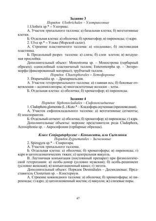 47
Задание 3
Порядок Ulothrichales – Улотриксовые
1.Ulothrix sp.* – Улотрикс.
А. Участок трихального таллома: а) базальная клетка; б) вегетативные
клетки.
Б. Отдельная клетка: а) оболочка; б) хроматофор; в) пиреноиды; г) ядро.
2. Ulva sp.* – Ульва (Морской салат).
А. Строение пластинчатого таллома: а) «подошва»; б) листовидная
пластинка.
Б. Продольный разрез таллома: а) слизь; б) слои клеток; в) воздуш-
ная прослойка.
Дополнительный объект: Monostroma sp. – Монострома (гербарный
образец); однослойный пластинчатый таллом; Enteromorpha sp. – Энтеро-
морфа (фиксированный материал); трубчатый таллом.
Порядок Chaetophorales – Хетофоровые
3. Draparnaldia sp. – Драпарнальдия.
А. Участок гетеротрихального таллома: а) главная ось; б) боковые от-
ветвления – ассимилляторы; в) многоклеточные волоски – хеты.
Б. Отдельная клетка: а) оболочка; б) хроматофор; в) пиреноиды.
Задание 4
Порядок Siphonocladiales – Сифонокладиевые
1. Cladophora glomerata (L.) Kutz.* – Кладофора скученная (пресноводная).
А. Участок сифонокладального таллома: а) вегетативные сегменты;
б) зооспорангии.
Б. Отдельный сегмент: а) оболочка; б) хроматофор; в) пиреноиды; г) ядра.
Дополнительные объекты: морские представители рода Cladophora,
Acrosiphonia sp. – Акросифония (гербарные образцы).
Класс Conjugatophyceae – Конъюгаты, или Сцеплянки
Порядок Zygnematales – Зигнемовые
2. Spirogyra sp.* – Спирогира.
А. Участок трихального таллома.
Б. Отдельная клетка: а) оболочка; б) хроматофоры; в) пиреноиды; г)
ядро в цитоплазматических тяжах; е) центральная вакуоль.
В. Лестничная конъюгация (постоянный препарат) при физиологиче-
ской гетерогамии: а) особь-донор (условно мужская); б) особь-реципиент
(условно женская); в) конъюгационный канал; г) зигота.
Дополнительный объект: Порядок Desmidiales – Десмидиевые. Пред-
ставитель Closterium sp. – Клостериум.
А. Строение коккоидного таллома: а) оболочка; б) хроматофоры; в) пи-
реноиды; г) ядро; д) цитоплазменный мостик; е) вакуоли; ж) слизевые поры.
Copyright ОАО «ЦКБ «БИБКОМ» & ООО «Aгентство Kнига-Cервис»
 