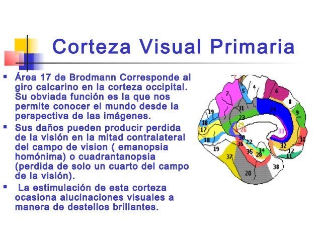 Resultado de imagen para area 17 de brodmann