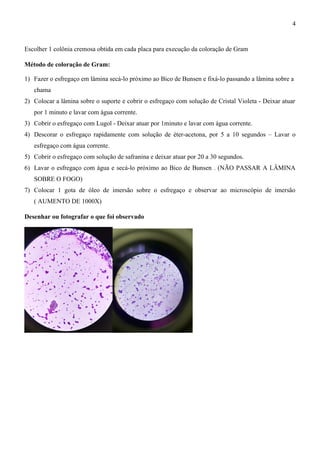 Escolher 1 colônia cremosa obtida em cada placa para execução da coloração de Gram
Método de coloração de Gram:
1) Fazer o esfregaço em lâmina secá-lo próximo ao Bico de Bunsen e fixá-lo passando a lâmina sobre a
chama
2) Colocar a lâmina sobre o suporte e cobrir o esfregaço com solução de Cristal Violeta - Deixar atuar
por 1 minuto e lavar com água corrente.
3) Cobrir o esfregaço com Lugol - Deixar atuar por 1minuto e lavar com água corrente.
4) Descorar o esfregaço rapidamente com solução de éter-acetona, por 5 a 10 segundos – Lavar o
esfregaço com água corrente.
5) Cobrir o esfregaço com solução de safranina e deixar atuar por 20 a 30 segundos.
6) Lavar o esfregaço com água e secá-lo próximo ao Bico de Bunsen . (NÃO PASSAR A LÂMINA
SOBRE O FOGO)
7) Colocar 1 gota de óleo de imersão sobre o esfregaço e observar ao microscópio de imersão
( AUMENTO DE 1000X)
Desenhar ou fotografar o que foi observado
4
 