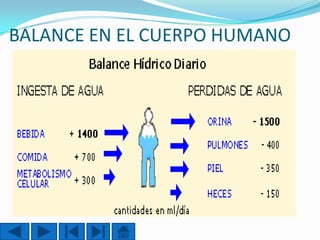BALANCE EN EL CUERPO HUMANO

 