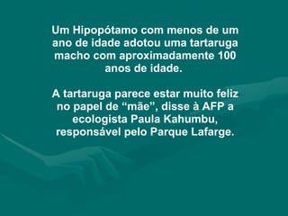 Um Hipopótamo com menos de um ano de idade adotou uma tartaruga macho com aproximadamente 100 anos de idade.  A tartaruga parece estar muito feliz no papel de “mãe”, disse à AFP a ecologista Paula Kahumbu, responsável pelo Parque Lafarge. 