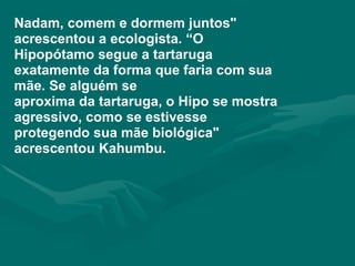 Nadam, comem e dormem juntos" acrescentou a ecologista. “O Hipopótamo segue a tartaruga exatamente da forma que faria com sua mãe. Se alguém se aproxima da tartaruga, o Hipo se mostra agressivo, como se estivesse protegendo sua mãe biológica" acrescentou Kahumbu. 