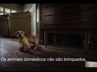Os animais domésticos não são brinquedos. 