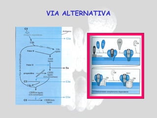 VIA ALTERNATIVA
 