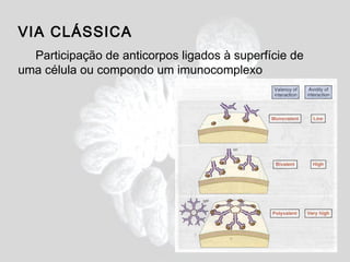 VIA CLÁSSICA
  Participação de anticorpos ligados à superfície de
uma célula ou compondo um imunocomplexo
 