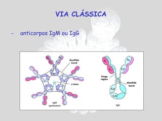 VIA CLÁSSICA

-   anticorpos IgM ou IgG
 
