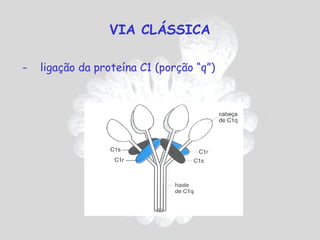 VIA CLÁSSICA

-   ligação da proteína C1 (porção “q”)
 