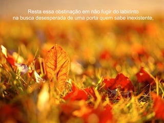 Resta essa obstinação em não fugir do labirinto
na busca desesperada de uma porta quem sabe inexistente,
 