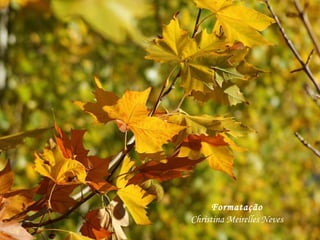 Formatação
Christina Meirelles Neves
 