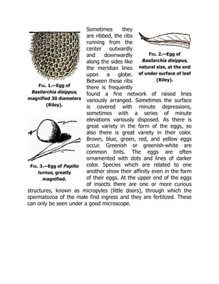 Fig. 1.—Egg of
Basilarchia disippus,
magnified 30 diameters
(Riley).
Fig. 2.—Egg of
Basilarchia disippus,
natural size, at the end
of under surface of leaf
(Riley).
Fig. 3.—Egg of Papilio
turnus, greatly
magnified.
Sometimes they
are ribbed, the ribs
running from the
center outwardly
and downwardly
along the sides like
the meridian lines
upon a globe.
Between these ribs
there is frequently
found a fine network of raised lines
variously arranged. Sometimes the surface
is covered with minute depressions,
sometimes with a series of minute
elevations variously disposed. As there is
great variety in the form of the eggs, so
also there is great variety in their color.
Brown, blue, green, red, and yellow eggs
occur. Greenish or greenish-white are
common tints. The eggs are often
ornamented with dots and lines of darker
color. Species which are related to one
another show their affinity even in the form
of their eggs. At the upper end of the eggs
of insects there are one or more curious
structures, known as micropyles (little doors), through which the
spermatozoa of the male find ingress and they are fertilized. These
can only be seen under a good microscope.
 