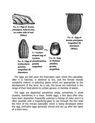 Fig. 4.—Egg of
Anosia plexippus,
magnified 30
diameters
(Riley).
Fig. 5.—Egg of Anosia
plexippus, natural size,
on under side of leaf
(Riley).
Fig. 6.—Egg of
Anthocharis
genutia,
magnified 20
diameters.
Fig.
7.—Turban-
shaped egg of
Lycæna
pseudargiolus,
greatly
magnified.
Fig. 8.—Egg
of Melitæa
phaëton,
greatly
magnified.
The eggs are laid upon the food-plant upon which the caterpillar,
after it is hatched, is destined to live, and the female reveals
wonderful instinct in selecting plants which are appropriate to the
development of the larva. As a rule, the larvæ are restricted in the
range of their food-plants to certain genera, or families of plants.
The eggs are deposited sometimes singly, sometimes in small
clusters, sometimes in a mass. Fertile eggs, a few days after they
have been deposited, frequently undergo a change of color, and it is
often possible with a magnifying-glass to see through the thin shell
the form of the minute caterpillar which is being developed within
the egg. Unfruitful eggs generally shrivel and dry up after the lapse
of a short time.
 