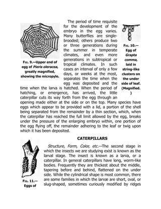 Fig. 9.—Upper end of
egg of Pieris oleracea,
greatly magnified,
showing the micropyle.
Fig. 10.—
Egg of
Grapta
comma,
laid in
string-like
clusters on
the under
side of leaf.
(Magnified.
)
Fig. 11.—
Eggs of
The period of time requisite
for the development of the
embryo in the egg varies.
Many butterflies are single-
brooded; others produce two
or three generations during
the summer in temperate
climates, and even more
generations in subtropical or
tropical climates. In such
cases an interval of only a few
days, or weeks at the most,
separates the time when the
egg was deposited and the
time when the larva is hatched. When the period of
hatching, or emergence, has arrived, the little
caterpillar cuts its way forth from the egg through an
opening made either at the side or on the top. Many species have
eggs which appear to be provided with a lid, a portion of the shell
being separated from the remainder by a thin section, which, when
the caterpillar has reached the full limit allowed by the egg, breaks
under the pressure of the enlarging embryo within, one portion of
the egg flying off, the remainder adhering to the leaf or twig upon
which it has been deposited.
CATERPILLARS
Structure, Form, Color, etc.—The second stage in
which the insects we are studying exist is known as the
larval stage. The insect is known as a larva, or a
caterpillar. In general caterpillars have long, worm-like
bodies. Frequently they are thickest about the middle,
tapering before and behind, flattened on the under
side. While the cylindrical shape is most common, there
are some families in which the larvæ are short, oval, or
slug-shaped, sometimes curiously modified by ridges
 