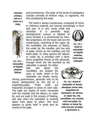 Vanessa
antiopa,
laid in a
mass on a
twig.
Fig. 12.—
Caterpillar
of Papilio
philenor
(Riley).
Fig. 13.—
Head of
caterpillar
of Papilio
asterias,
front view,
enlarged.
Fig. 14.—Head of
caterpillar of Anosia
plexippus, lower side,
magnified 10
diameters: lb, labrum,
or upper lip; md,
mandibles; mx, maxilla,
with two palpi; lm,
labium, or lower lip,
with one pair of palpi;
s, spinneret; a,
and prominences. The body of the larvæ of lepidoptera
consists normally of thirteen rings, or segments, the
first constituting the head.
The head is always conspicuous, composed of horny
or chitinous material, but varying exceedingly in form
and size. It is very rarely small and
retracted. It is generally large,
hemispherical, conical, or bilobed. In
some families it is ornamented by horn-
like projections. On the lower side are the
mouth-parts, consisting of the upper lip,
the mandibles, the antennæ, or feelers,
the under lip, the maxillæ, and two sets
of palpi, known as the maxillary and the
labial palpi. In many genera the labium,
or under lip, is provided with a short,
horny projection known as the spinneret,
through which the silk secreted by the
caterpillar is passed. On either
side, just above the
mandibles, are located the
eyes, or ocelli, which in the
caterpillar are simple, round,
shining prominences, generally only to be
clearly distinguished by the aid of a
magnifying-glass. These ocelli are
frequently arranged in series on each side.
The palpi are organs of touch connected
with the maxillæ and the labium, or under
lip, and are used in the process of feeding,
and also when the caterpillar is crawling
about from place to place. The larva
appears to guide itself in great part by
means of the palpi.
 