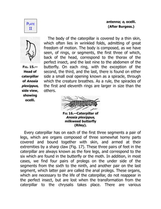 antenna; o, ocelli.
(After Burgess.)
Fig. 15.—
Head of
caterpillar
of Anosia
plexippus,
side view,
showing
ocelli.
Plate
II
The body of the caterpillar is covered by a thin skin,
which often lies in wrinkled folds, admitting of great
freedom of motion. The body is composed, as we have
seen, of rings, or segments, the first three of which,
back of the head, correspond to the thorax of the
perfect insect, and the last nine to the abdomen of the
butterfly. On each ring, with the exception of the
second, the third, and the last, there is found on either
side a small oval opening known as a spiracle, through
which the creature breathes. As a rule, the spiracles of
the first and eleventh rings are larger in size than the
others.
Fig 16.—Caterpillar of
Anosia plexippus,
milkweed butterfly
(Riley).
Every caterpillar has on each of the first three segments a pair of
legs, which are organs composed of three somewhat horny parts
covered and bound together with skin, and armed at their
extremities by a sharp claw (Fig. 17). These three pairs of feet in the
caterpillar are always known as the fore legs, and correspond to the
six which are found in the butterfly or the moth. In addition, in most
cases, we find four pairs of prolegs on the under side of the
segments from the sixth to the ninth, and another pair on the last
segment, which latter pair are called the anal prolegs. These organs,
which are necessary to the life of the caterpillar, do not reappear in
the perfect insect, but are lost when the transformation from the
caterpillar to the chrysalis takes place. There are various
 