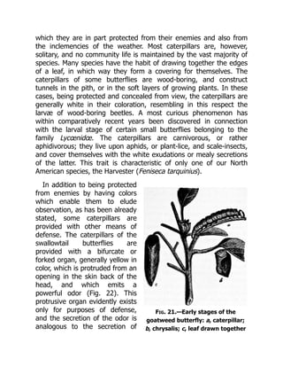 Fig. 21.—Early stages of the
goatweed butterfly: a, caterpillar;
b, chrysalis; c, leaf drawn together
which they are in part protected from their enemies and also from
the inclemencies of the weather. Most caterpillars are, however,
solitary, and no community life is maintained by the vast majority of
species. Many species have the habit of drawing together the edges
of a leaf, in which way they form a covering for themselves. The
caterpillars of some butterflies are wood-boring, and construct
tunnels in the pith, or in the soft layers of growing plants. In these
cases, being protected and concealed from view, the caterpillars are
generally white in their coloration, resembling in this respect the
larvæ of wood-boring beetles. A most curious phenomenon has
within comparatively recent years been discovered in connection
with the larval stage of certain small butterflies belonging to the
family Lycœnidœ. The caterpillars are carnivorous, or rather
aphidivorous; they live upon aphids, or plant-lice, and scale-insects,
and cover themselves with the white exudations or mealy secretions
of the latter. This trait is characteristic of only one of our North
American species, the Harvester (Feniseca tarquinius).
In addition to being protected
from enemies by having colors
which enable them to elude
observation, as has been already
stated, some caterpillars are
provided with other means of
defense. The caterpillars of the
swallowtail butterflies are
provided with a bifurcate or
forked organ, generally yellow in
color, which is protruded from an
opening in the skin back of the
head, and which emits a
powerful odor (Fig. 22). This
protrusive organ evidently exists
only for purposes of defense,
and the secretion of the odor is
analogous to the secretion of
 