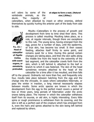 at edges to form a nest. (Natural
size.) (Riley.)
Fig. 22.—
Head of
caterpillar
of Papilio
troilus,
with scent-
organs, or
osmateria,
protruded.
evil odors by some of the
vertebrate animals, as the
skunk. The majority of
caterpillars, when attacked by insect or other enemies, defend
themselves by quickly hurling the anterior part of the body from side
to side.
Moults.—Caterpillars in the process of growth and
development from time to time shed their skins. This
process is called moulting. Moulting takes place, as a
rule, at regular intervals, though there are exceptions
to this rule. The young larva, having emerged from the
egg, grows for a number of days, until the epidermis,
or true skin, has become too small. It then ceases
feeding, attaches itself firmly to some point, and
remains quiet for a time. During this period certain
changes are taking place, and then the skin splits along
the middle line from the head to the extremity of the
last segment, and the caterpillar crawls forth from the
skin, which is left behind it, attached to the leaf or
branch to which it was fastened. The skin of the head
sometimes remains attached to the head of the
caterpillar for a time after it has moulted, and then falls
off to the ground. Ordinarily not more than five, and frequently only
four, moults take place between hatching from the egg and the
change into the chrysalis. In cases where caterpillars hibernate, or
pass the winter in inaction, a long interval necessarily elapses
between moults. Some arctic species are known in which the
development from the egg to the perfect insect covers a period of
two or three years, long periods of hibernation under the arctic
snows taking place. The manner in which the caterpillar withdraws
itself from its exuviæ, or old skin, is highly interesting. Every little
spine or rough prominence is withdrawn from its covering, and the
skin is left as a perfect cast of the creature which has emerged from
it, even the hairs and spines attached to the skin being left behind
and replaced by others.
 
